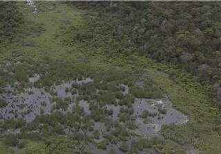 Boom da celulose atrai estrangeiros e eleva pre&ccedil;o da terra em at&eacute; 62,7% em MS