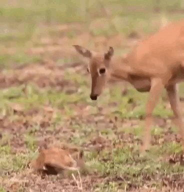 Veado-campeiro filhote encanta ao dar primeiros passos no Pantanal