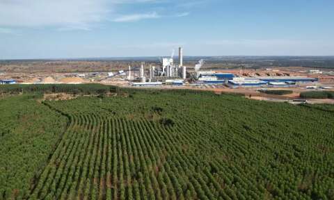 Boom da celulose atrai estrangeiros e eleva pre&ccedil;o da terra em at&eacute; 62,7% em MS