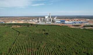 Boom da celulose atrai estrangeiros e eleva pre&ccedil;o da terra em at&eacute; 62,7% em MS