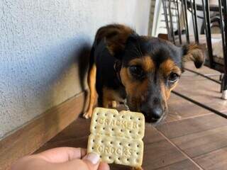 Comidas proibidas para pets: saiba quais alimentos podem ser fatais