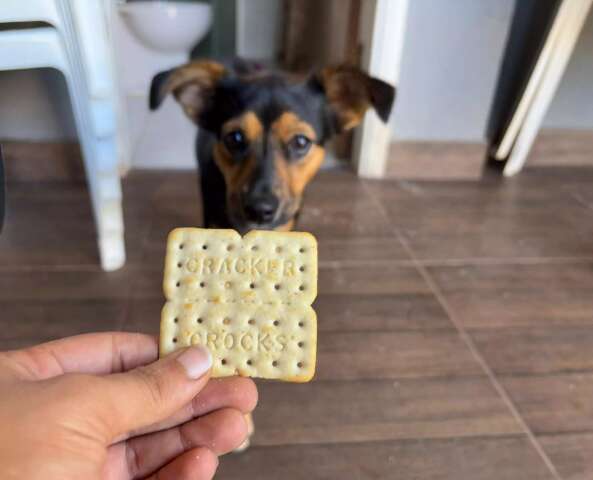 Comidas proibidas para pets: saiba quais alimentos podem ser fatais
