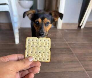 Comidas proibidas para pets: saiba quais alimentos podem ser fatais Comidas proibidas para pets: saiba quais alimentos podem ser fatais