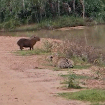 On&ccedil;a Aracy tenta emboscar capivara, mas presa reage &quot;latindo&quot; e foge