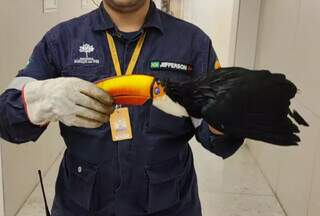 Filhote de tucano &eacute; resgatado ap&oacute;s cair de ninho em shopping