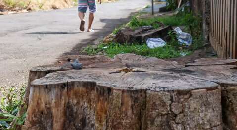 T&iacute;tulo de &ldquo;mais arborizada&rdquo; contrasta com lixo e tocos de &aacute;rvores pelas ruas