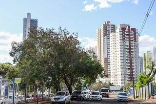 Prefeitura cria plano para eliminar &aacute;rvore ex&oacute;tica e invasora da Capital