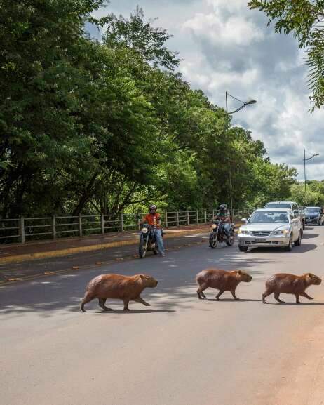 Campo Grande News