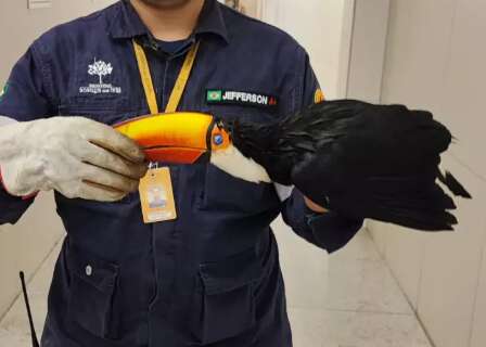 Filhote de tucano &eacute; resgatado ap&oacute;s cair de ninho em shopping