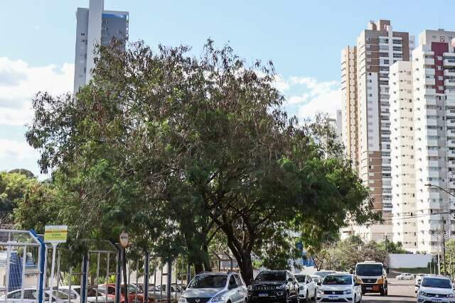 Prefeitura cria plano para eliminar &aacute;rvore ex&oacute;tica e invasora da Capital