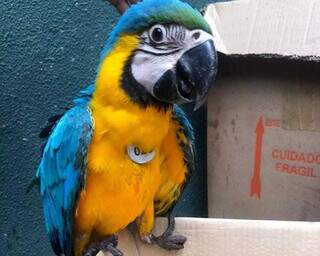 Filhote de tucano &eacute; resgatado ap&oacute;s cair de ninho em shopping