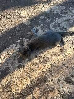 Moradores denunciam envenenamento de gatos em condom&iacute;nio de Campo Grande