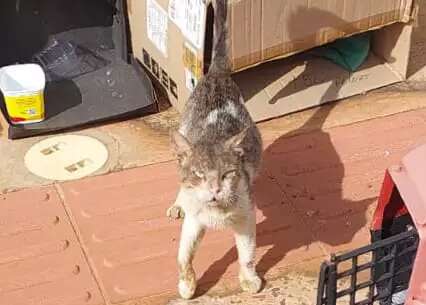 Abandonado como lixo, gato &eacute; salvo por protetora que pede ajuda nos cuidados