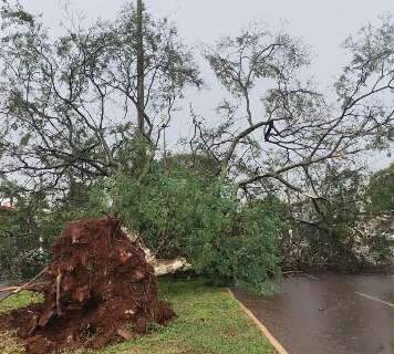 Chuva com vento derruba &aacute;rvore e deixa bairros sem energia el&eacute;trica