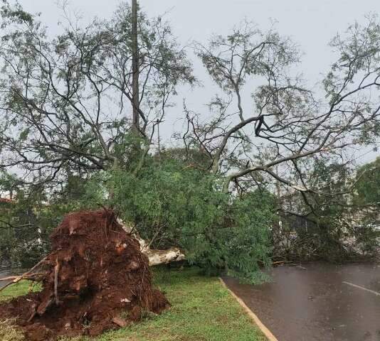 Chuva forte com vento derruba &aacute;rvore e deixa bairros sem energia el&eacute;trica