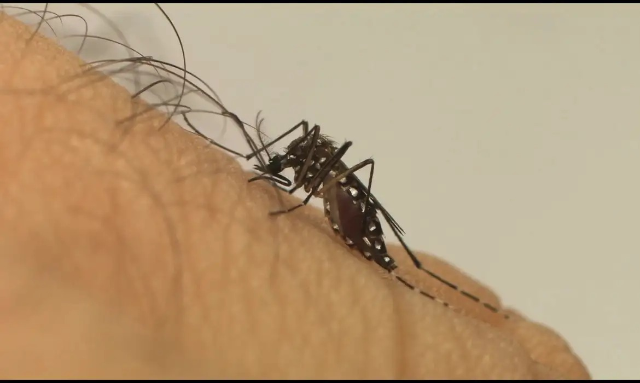 MS confirma s&eacute;tima morte por Chikungunya, recorde hist&oacute;rico no Estado