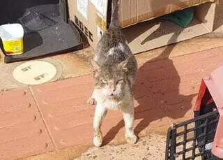 Abandonado como lixo, gato é salvo por protetora que pede ajuda nos cuidados Abandonado como lixo, gato é salvo por protetora que pede ajuda nos cuidados