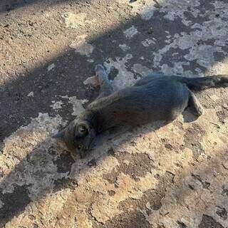 Moradores denunciam envenenamento de gatos em condom&iacute;nio de Campo Grande