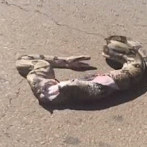 V&iacute;deo mostra jiboia agonizando ap&oacute;s atropelamento na Avenida do Poeta