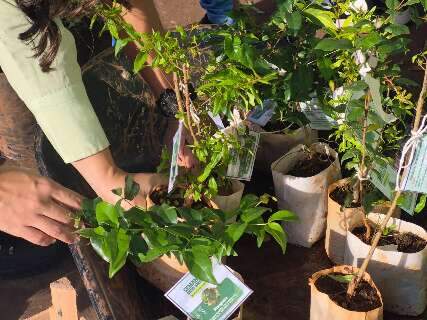 Distribui&ccedil;&atilde;o de mudas marca celebra&ccedil;&atilde;o do Dia do Meio Ambiente na Capital