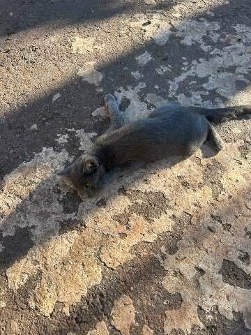 Moradores denunciam envenenamento de gatos em condom&iacute;nio de Campo Grande