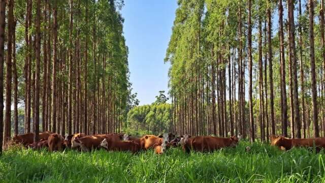 Eucalipto reduz &aacute;reas de pecu&aacute;ria extensiva e estimula confinamento do gado