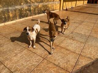 Infesta&ccedil;&atilde;o de carrapatos for&ccedil;a jovem a doar sete dos dez c&atilde;es que cuida