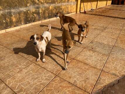 Infesta&ccedil;&atilde;o de carrapatos for&ccedil;a jovem a doar sete dos dez c&atilde;es que cuida