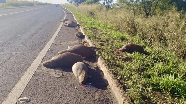 Fam&iacute;lia de capivaras &eacute; encontrada morta &agrave;s margens da BR-267