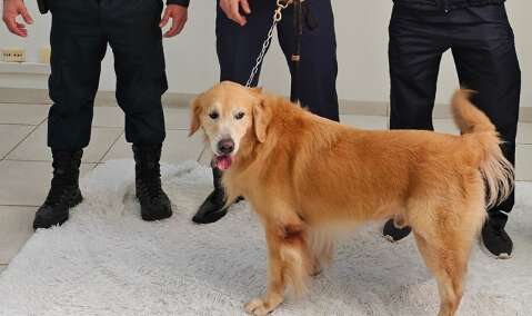 C&atilde;es s&atilde;o usados para acolher crian&ccedil;as v&iacute;timas de viol&ecirc;ncia durante depoimento