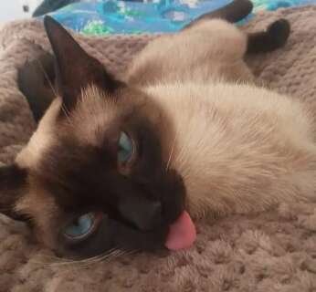 ONG busca lares para c&atilde;es e gatos em feira de ado&ccedil;&atilde;o neste s&aacute;bado