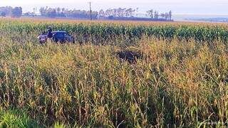 Identificada mulher morta ao ser arremessada de Corolla na BR-376
