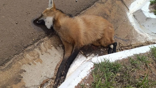 Fam&iacute;lia de capivaras &eacute; encontrada morta &agrave;s margens da BR-267