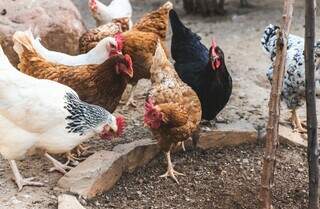 MS refor&ccedil;a combate &agrave; gripe avi&aacute;ria e foca a&ccedil;&atilde;o em pequenos produtores