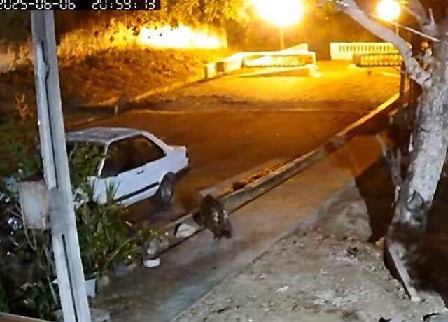 On&ccedil;a-pintada volta a aparecer em resid&ecirc;ncia de Corumb&aacute;