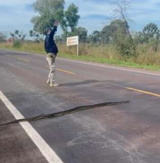 PRF interrompe tr&aacute;fego na BR-262 para garantir travessia segura de sucuri