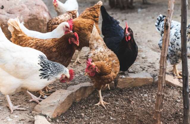 MS refor&ccedil;a combate &agrave; gripe avi&aacute;ria e foca a&ccedil;&atilde;o em pequenos produtores