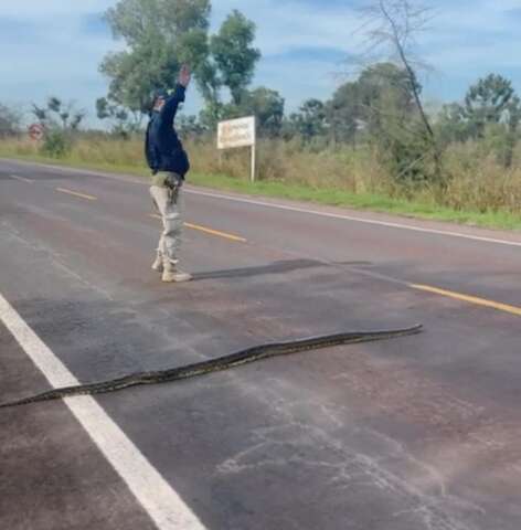 PRF interrompe tr&aacute;fego para garantir travessia segura de sucuri na BR-262