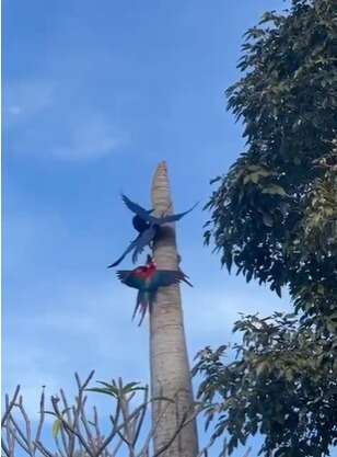 Araras protagonizam &ldquo;briga&rdquo; por espa&ccedil;o em tronco de palmeira 