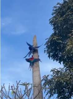 Araras protagonizam &ldquo;briga&rdquo; por espa&ccedil;o em tronco de palmeira 