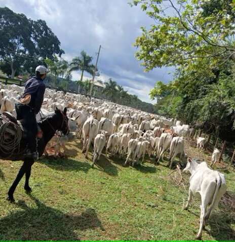 Pol&iacute;cia recupera gado furtado de fazenda vinculada a Lalo G&oacute;mez
