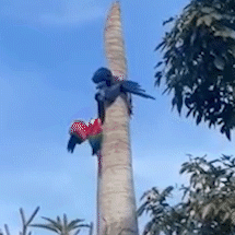 Araras protagonizam &ldquo;briga&rdquo; por espa&ccedil;o em tronco de palmeira 