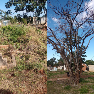 &Aacute;rvores secas e matagal encobrem t&uacute;mulos no Cemit&eacute;rio Santo Amaro