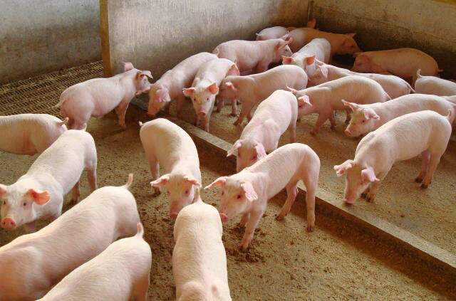 Com &aacute;rea livre de aftosa sem vacina, carne su&iacute;na pode atrair novos mercados