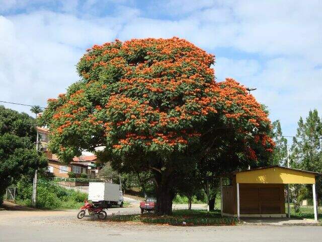 "Após dama-da-noite, árvore tóxica a abelhas e beija-flores pode ser banida em MS"