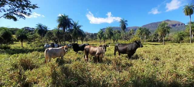 Sob risco de perder terra, maior desafio &eacute; fazer &ldquo;&aacute;rvore geneal&oacute;gica&rdquo; de fazenda