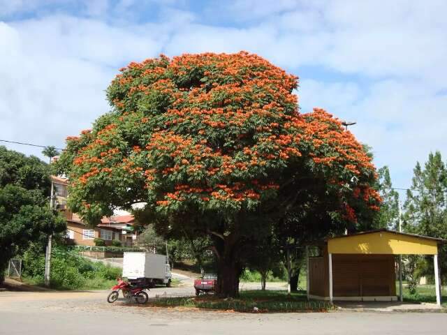 Ap&oacute;s dama-da-noite, &aacute;rvore t&oacute;xica a abelhas e beija-flores pode ser banida em MS