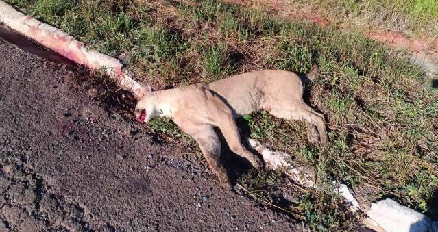 On&ccedil;a parda &eacute; encontrada morta em rodovia, problema cr&ocirc;nico em MS