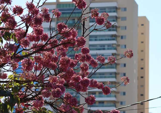 Queda de temperatura antecipa florada de ip&ecirc;s e transforma cen&aacute;rio urbano 