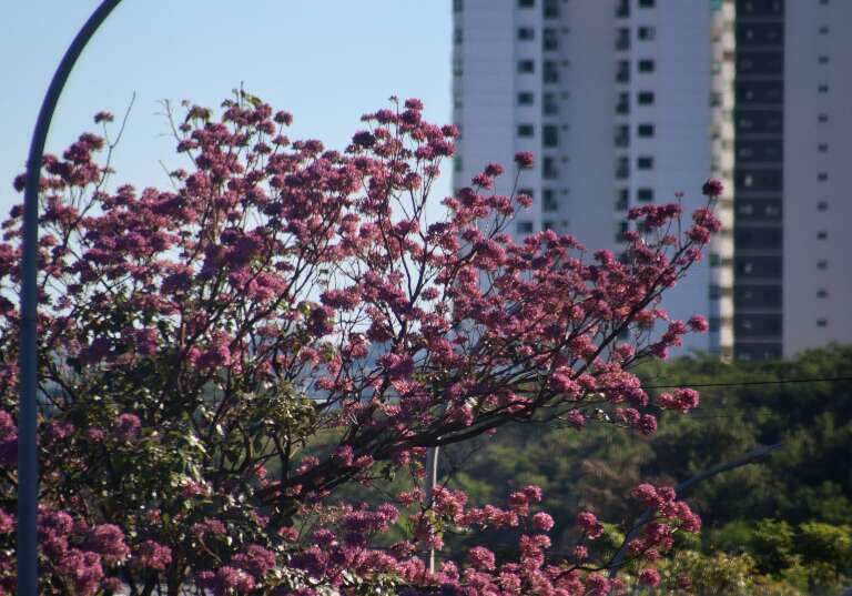 Campo Grande News